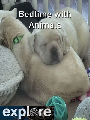 Bed Time with Animals – Explore.org
