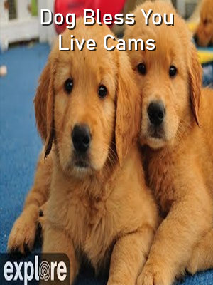 Dog Bless You – Explore.org