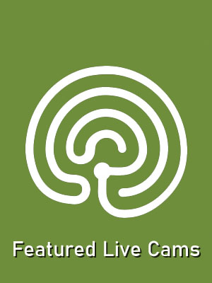 Explore.org Featured