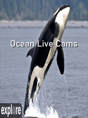 Ocean – Explore.org