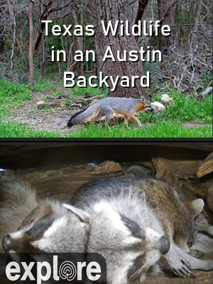 Texas Wildlife in an Austin Backyard – Explore.org