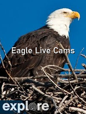 Eagles – Explore.org